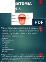 Terapia Respiratoria Anatomia