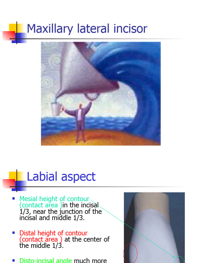 DENTAL ANATOMY LECTURE NOTES PDF visual data 5