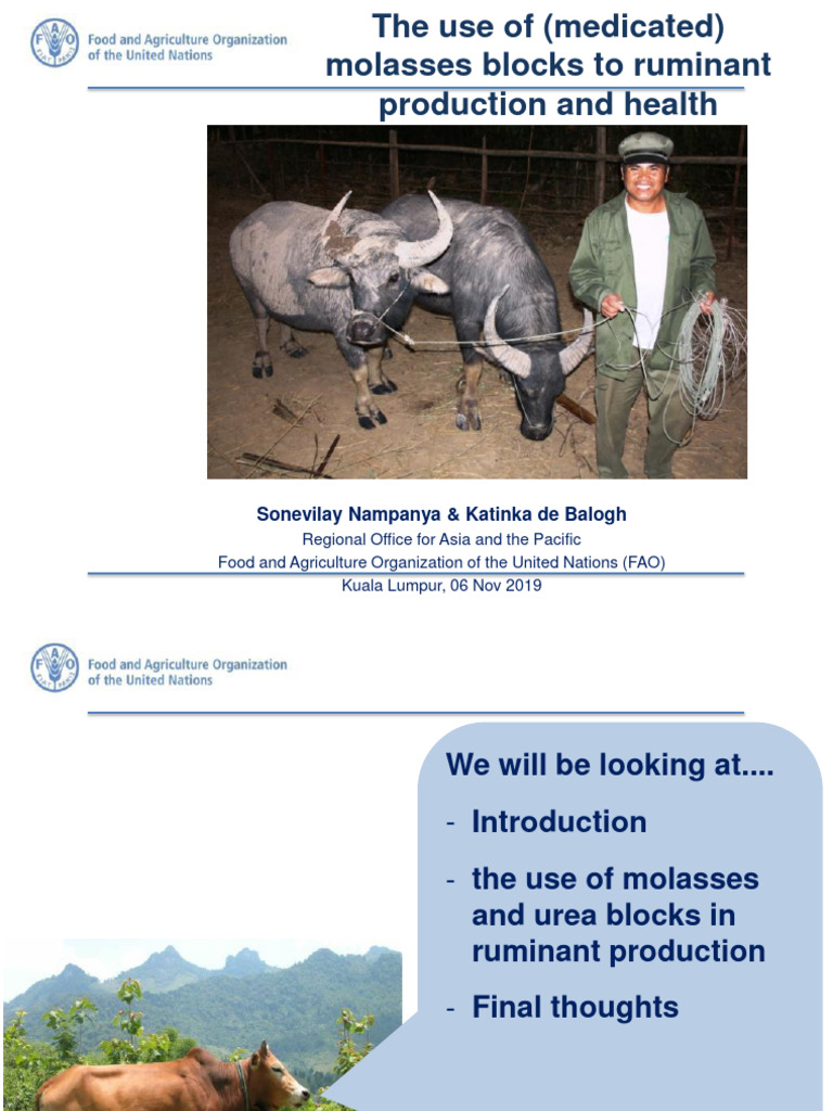 02 SN Medicated Molasses Block | PDF | Ruminant | Dietary Supplements