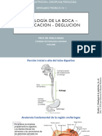 Boca Masticacion - Deglucion Sep 2022-1