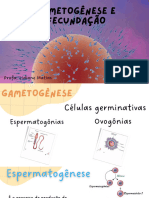 Gametogênese Fecundação