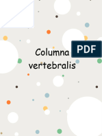 Columna Vertebralis