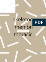 Skeleton Membri Thoracici