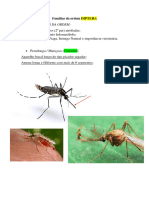 Diptera
