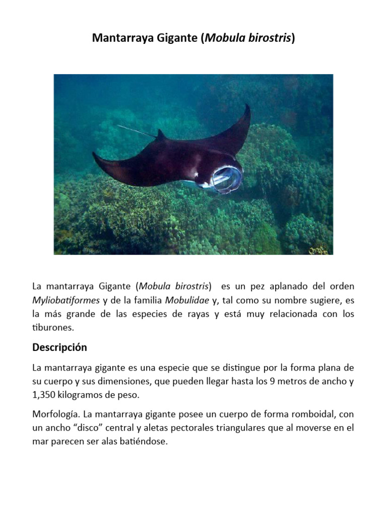 Información sobre la Mantarraya Gigante | PDF