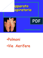 Apparato Respiratorio