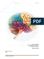 Cours de Neuroanatomie G2 2024
