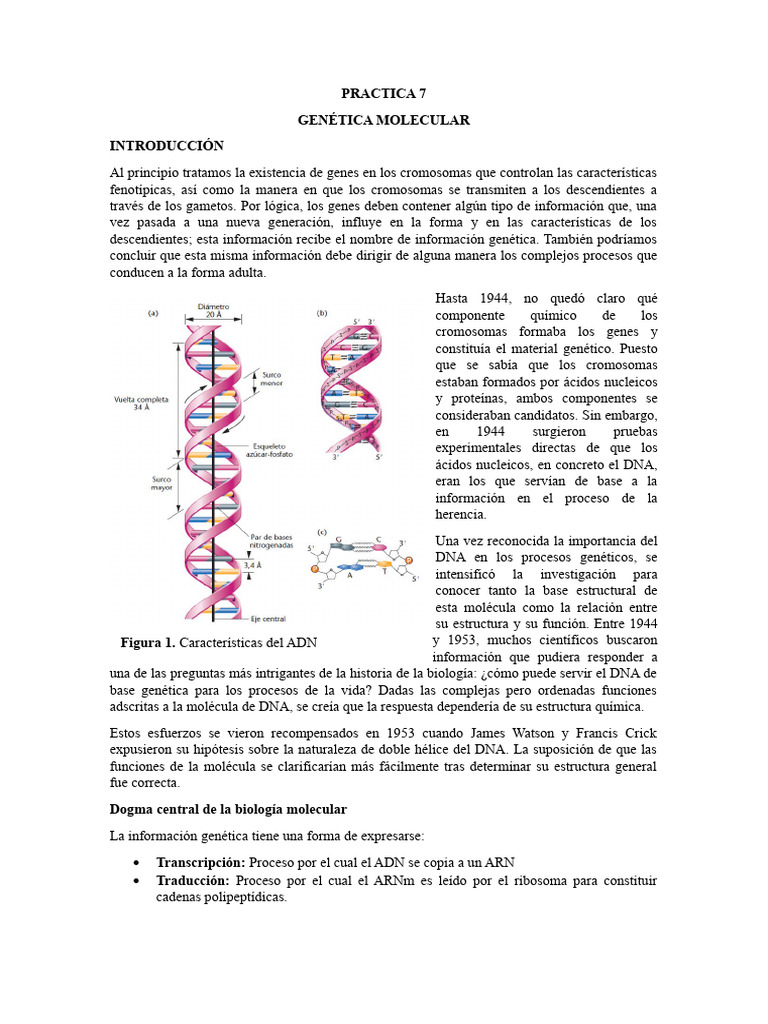 Práctica de Genética Molecular en Secundaria | PDF | Adn | Genética