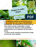 Examen de Plagas en Palta