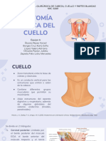 Anatomía de Cuello