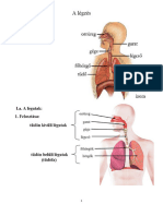 A Légzés