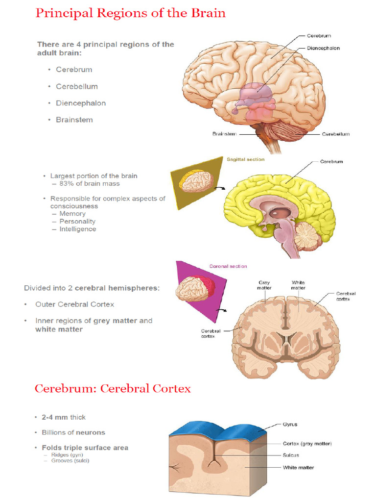 THE BRAIN ANATOMY AND PHYSIOLOGY visual data 5