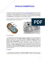 Célula 5, Orgánicos Energéticos 2