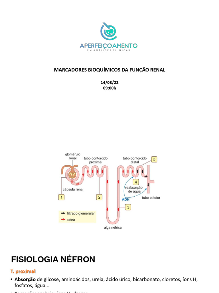 Marcadores da Função Renal em Exames | PDF