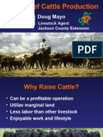 Basic Beef Production