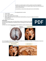 Cerebro Formaciones Interhemisfericas