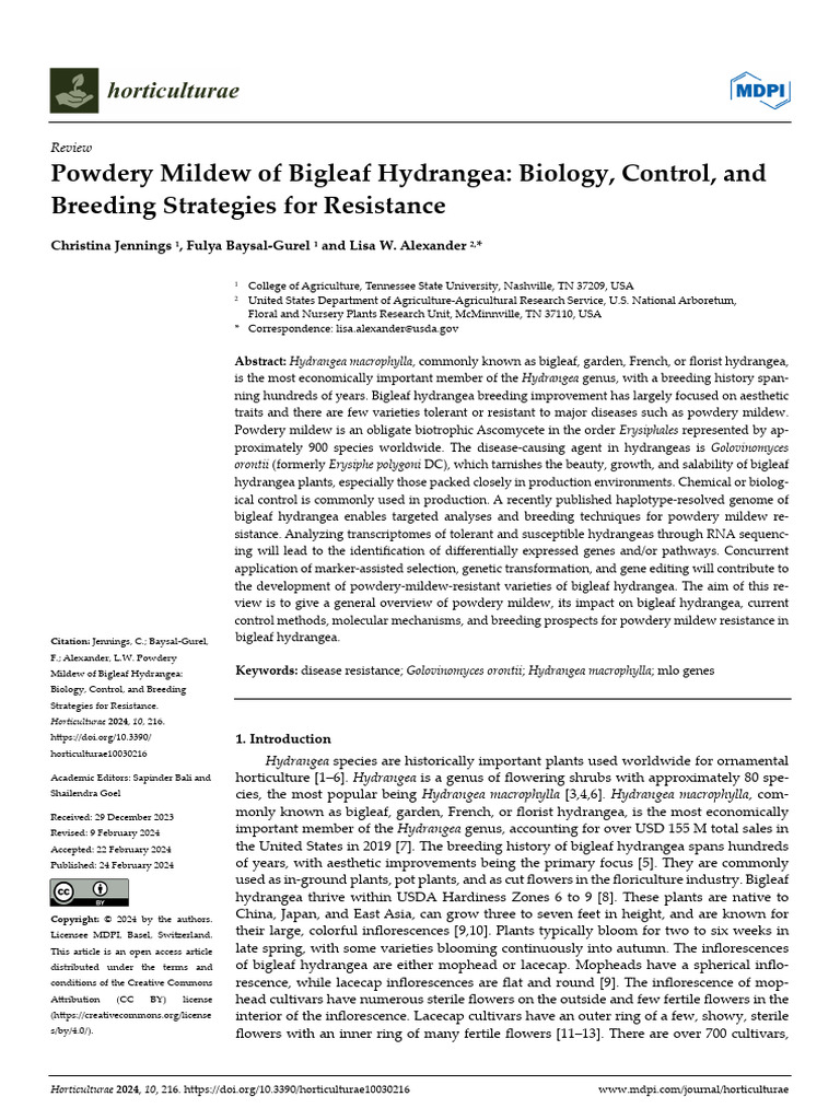 Powdery Mildew of Bigleaf Hydrangea Biology, Control, and Breeding ...