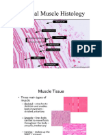 Lymph Node and Skeletal Muscle Histology