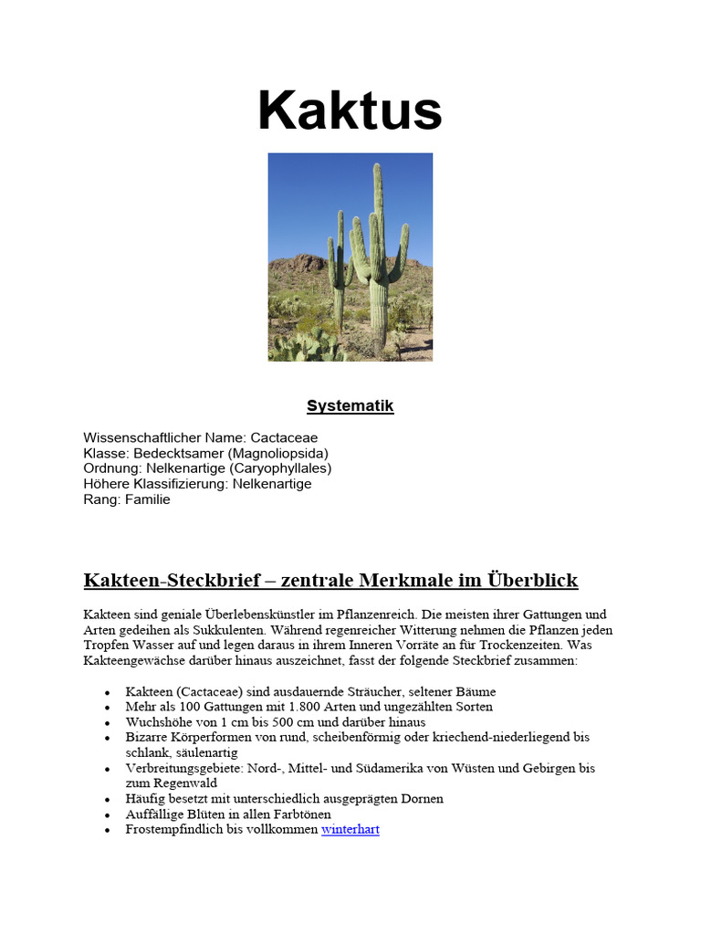 kirschlorbeer hochstamm winterhart Portugiesischer Kirschlorbeer – Prunus lusitanica 'Angustifolia' (Hoch –  Blupf by Kitzinger main image 0