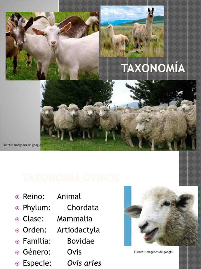 Clase 2 Taxonomía | PDF | Pelo animal | Ganado