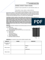 Pared Abdominal Anterior y Conducto Inguinal