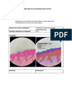 Informe Práctica de Microscopia Óptica