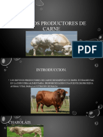 Bovinos Productores de Carne