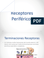 Receptores Perifericos