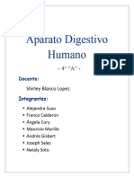 Aparato Digestivo Humano