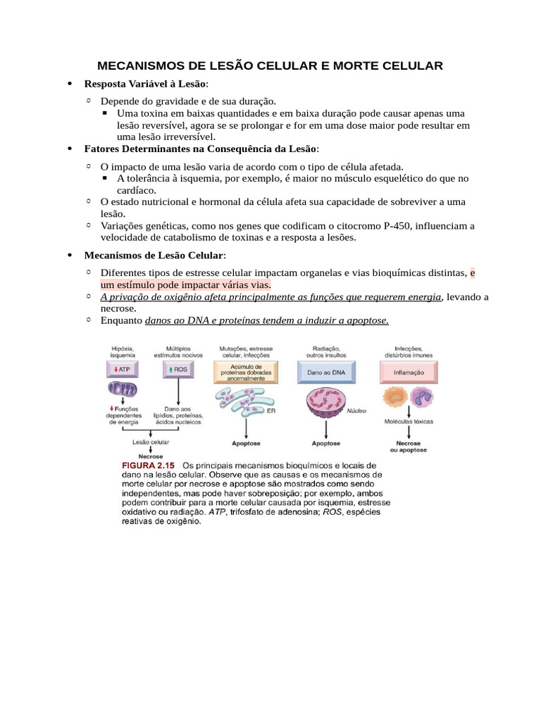 Morte Celular: Mecanismos e Lesões | PDF | Radical (Química) | Apoptose