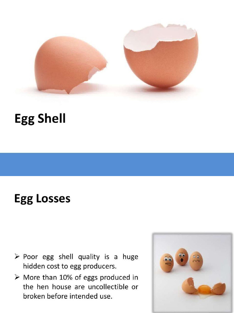 Egg Shell | PDF