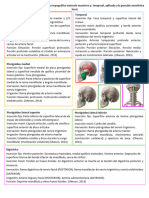 Musculos de La Masticación