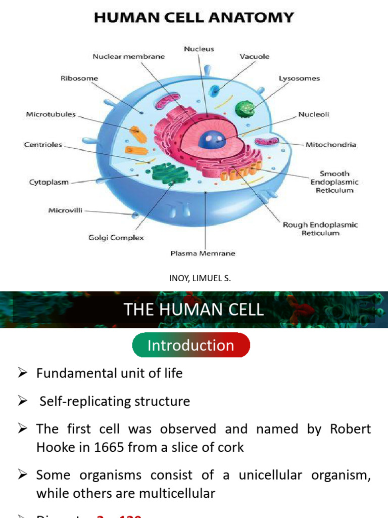 Overview of the Human Cell | PDF | Cell (Biology) | Organelle