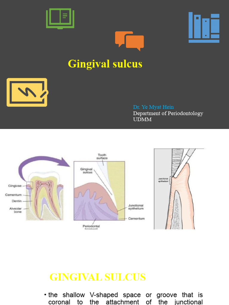 Gingival Sulcus | PDF