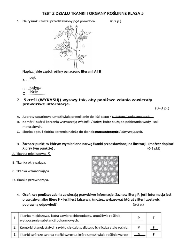 Tkanki Roślinne Test Klasa 5