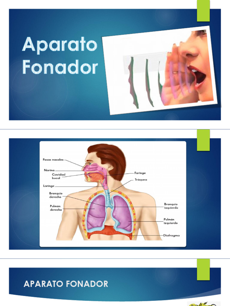 Partes y funciones del aparato fonador | PDF | Fonética | Voz humana