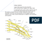 Ana 211 The Brachial Plexus