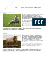 Sheep Breed Info