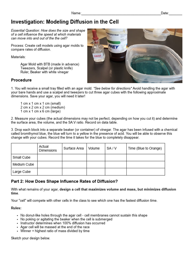 Agar Diffusion in Cell Models | PDF