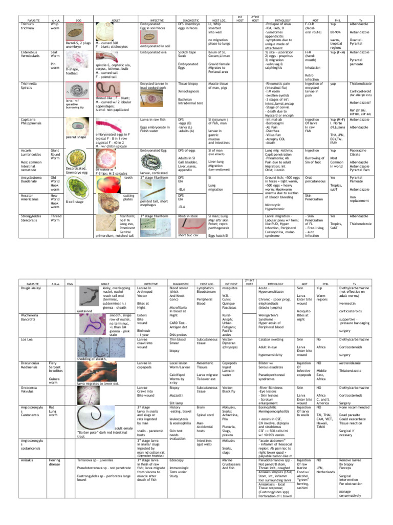 Parasite Identification Guide | PDF | Malaria | Diseases And Disorders