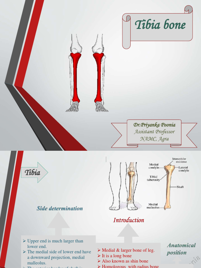 Tibiabone 220827070014 854ab62c | PDF | Human Anatomy | Skeletal System