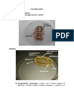 Filo Mollusca 