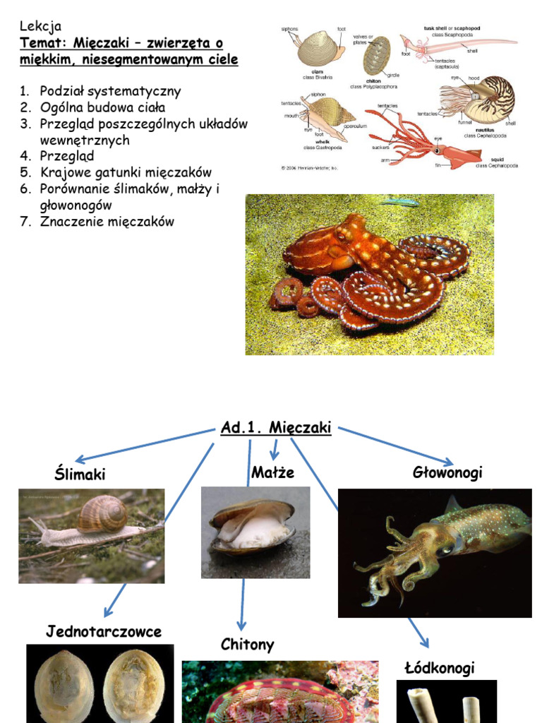 mi-czaki-pdf