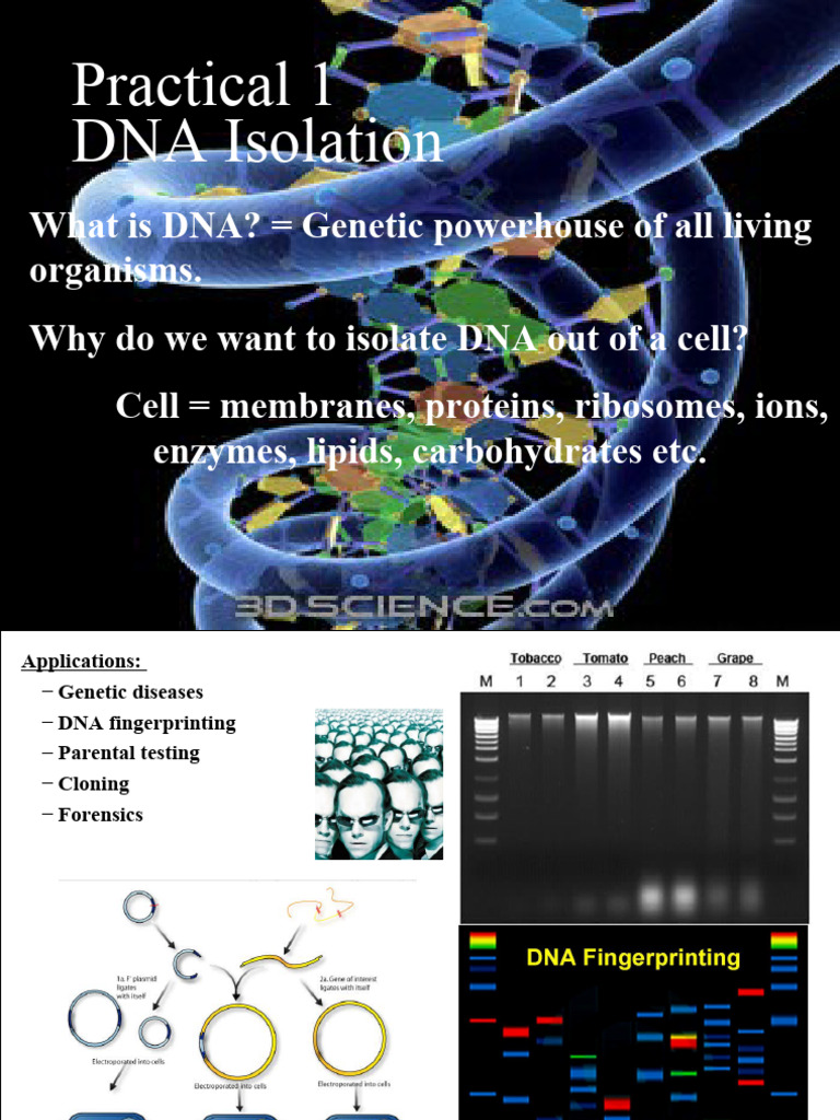 DNA Isolation Lab Protocol Guide | PDF | Dna | Cell (Biology)