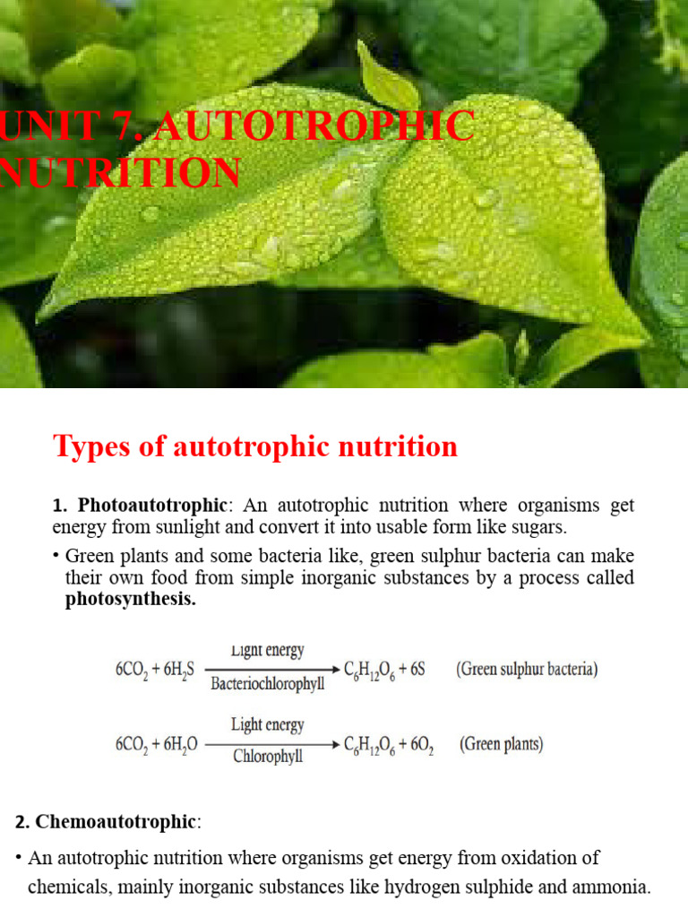 Autotrophic Nutrition and Photosynthesis | PDF | Photosynthesis |  Chloroplast