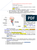 Neuroanatomia