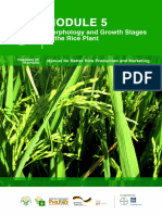 Module 05 Morphology and Growth Stages of The Rice Plant