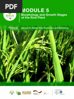 Module 05 Morphology and Growth Stages of The Rice Plant