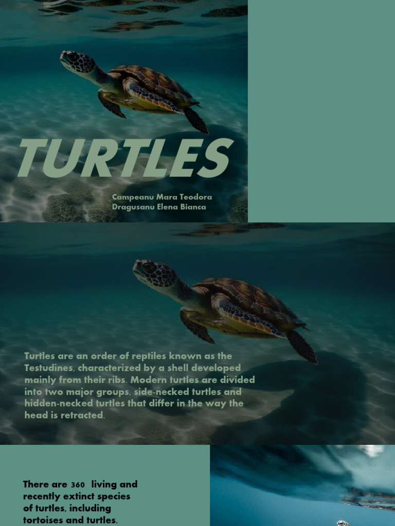 Protect Turtles: Recycle Now | PDF