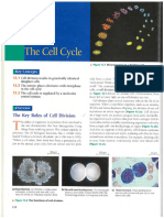 Cell Cycle